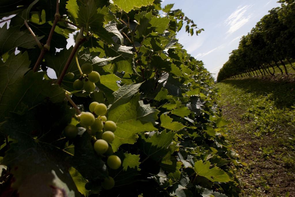 サン・ピエトロ・イン・カリアーノ Dimora Buglioni Wine Relaisヴィラ エクステリア 写真